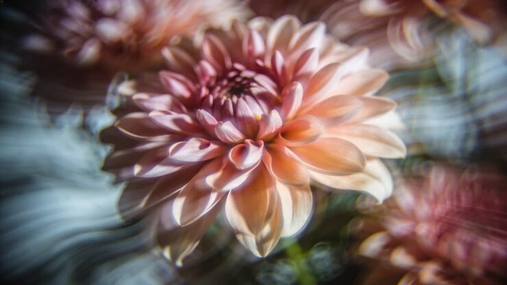 Videocamera che mette a fuoco un fiore di crisantemo color pesca in giardino, con l'obiettivo che si sposta rivelando il fiore, gli steli e il bokeh.