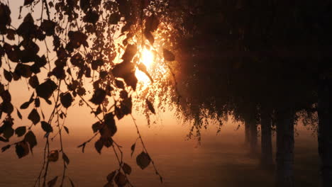 sunrise rays break through tree branches, foliage silhouette in foggy environment, magical tranquil landscape