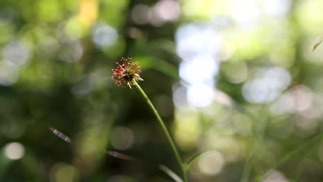 La-Luz-Del-Sol-Golpea-Una-Hermosa-Flor-En-El-Bosque-Verde-Con-Un-Fondo-Borroso