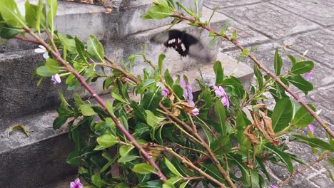 Slow-Motion-Shot-of-Butterfly