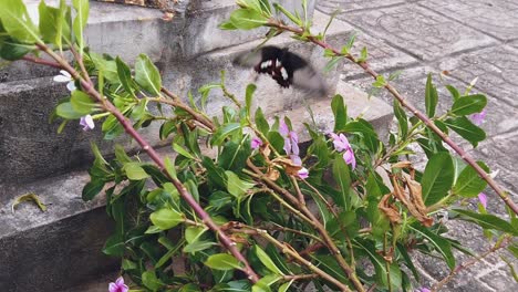 toma a cámara lenta de mariposa