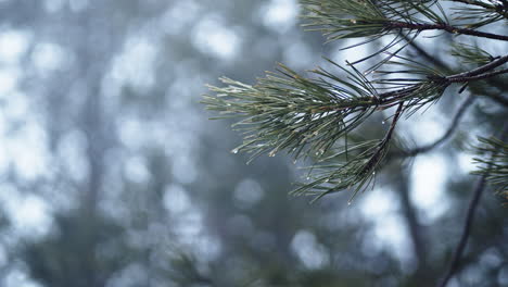 Nahaufnahme-Von-Tannenzweigen-Mit-Regentropfen-In-Einem-Nebligen-Wald,-Die-Eine-Ruhige-Und-Heitere-Szene-Schaffen