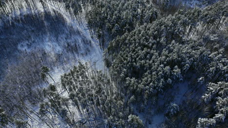 aerial close up flying over frozen treetops in snowy mixed forest at misty sunrise. golden sun rising behind icy mixed forest wrapped in morning fog and snow in cold winter. stunning winter landscape