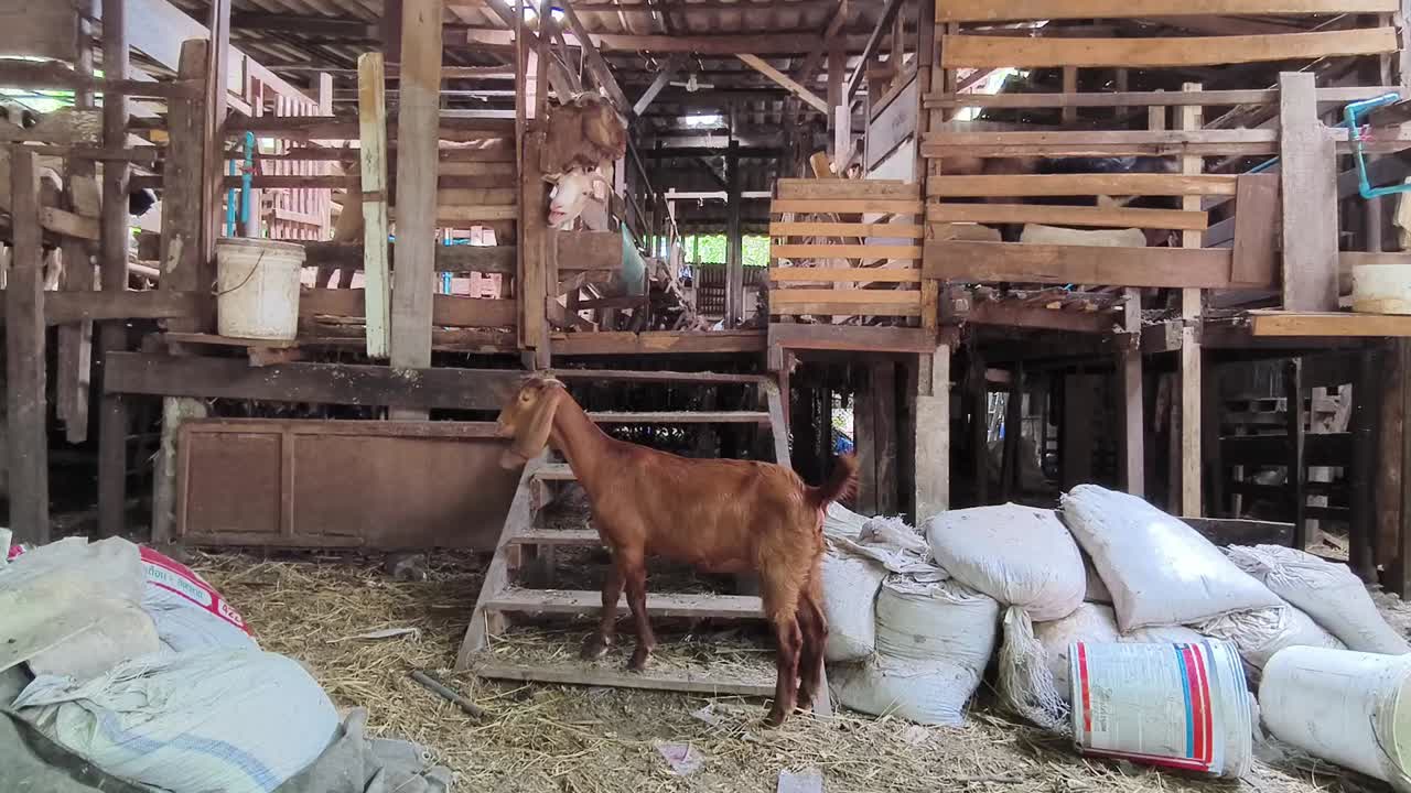 cabras en un granero de madera