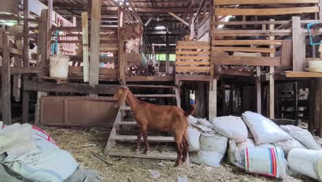 goats in a wooden barn