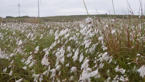 disparo de plantas de algodón de pantano cerca de un parque eólico en la isla de lewis, hébridas