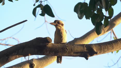 Lindo-Y-Pequeño-Kookaburra-Riéndose,-Dacelo-Novaeguineae-Posado-En-La-Rama-De-Un-árbol-En-Las-Hermosas-Horas-Doradas-Del-Atardecer,-Alertado-Por-Los-Alrededores-Y-De-Repente-Volar-Lejos