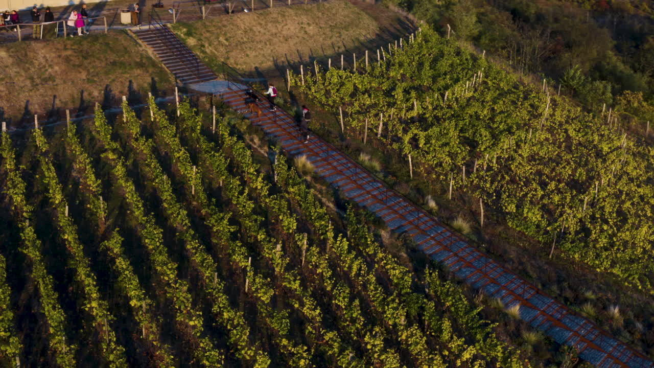familia con perros caminando cuesta arriba en la escalera del viñedo, chequia, drone
