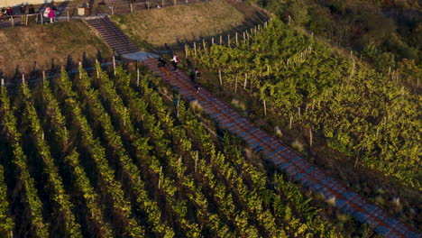 family with dogs walking uphill on vineyard stairway, czechia, drone