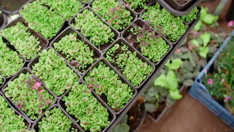 seedlings in trays