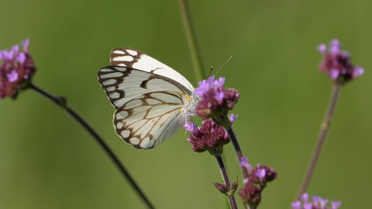 분홍 꽃 사이를 날아다니는 선구자 흰 나비