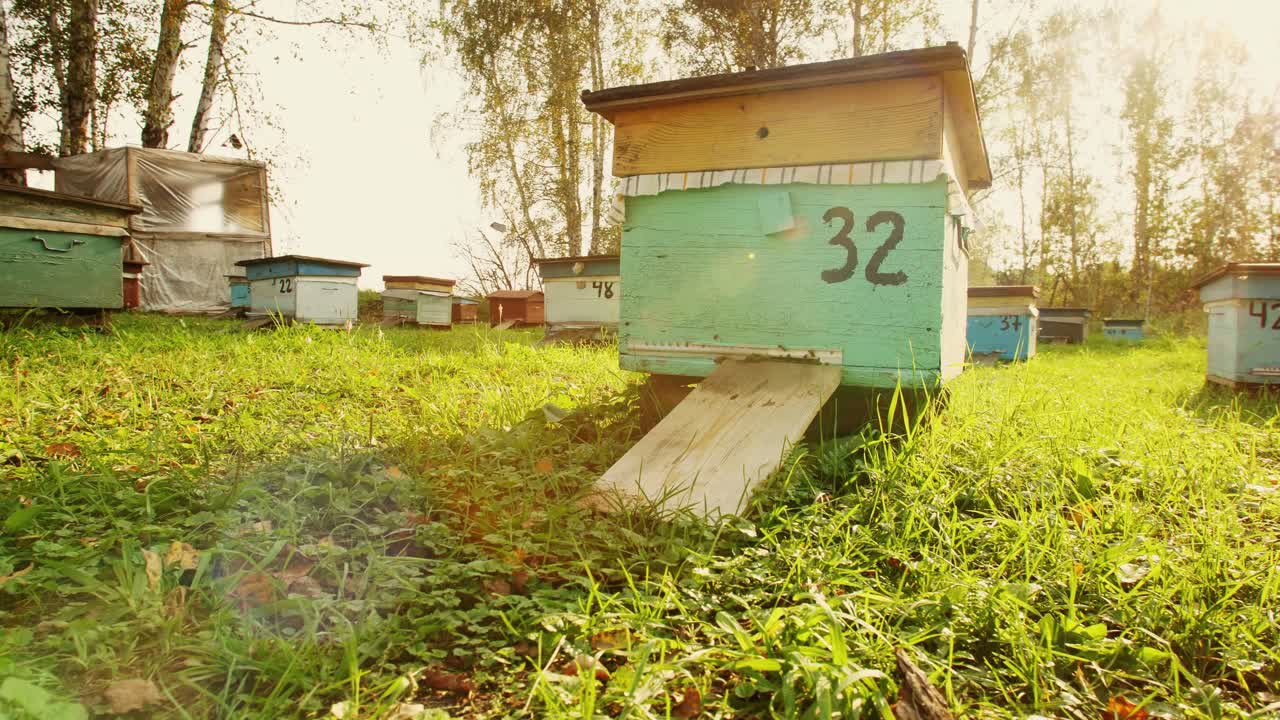 Beehives in a sunny apiary
