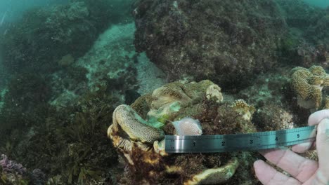 underwater measurement and data collection on ocean animals underwater