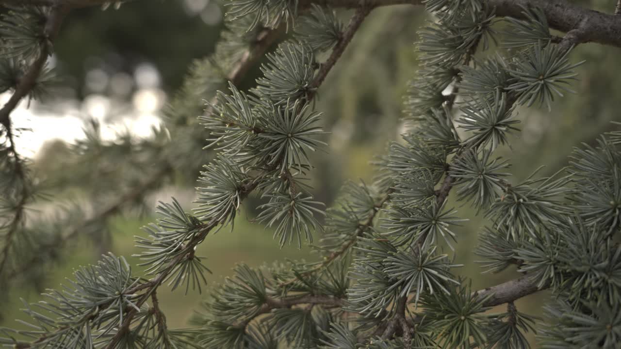 구름이 많은 날씨에 움직이는 나무와 잎, 느린 동작