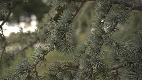 Trees-and-leaves-moving-in-cloudy-weather,-slow-motion