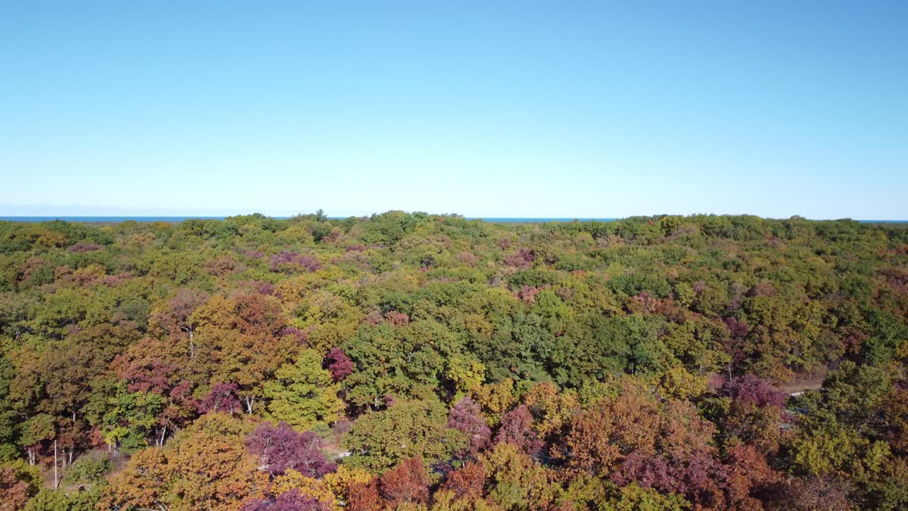 Ontario Fall Foliage from Drone — Road and Forest Symmetry