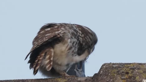 Spotted-owl-on-roof,-scratching-itself,-cute