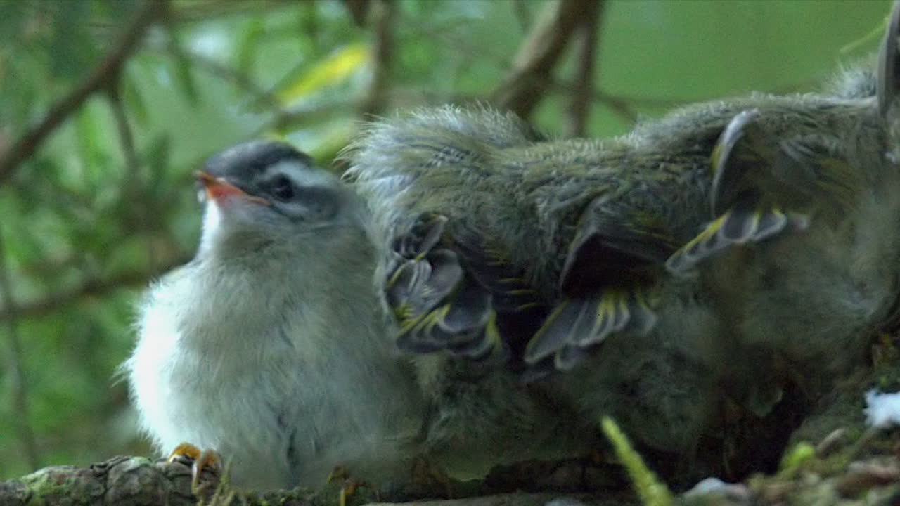 un pollito de warbler amarillo rumped cargado se enfrenta a la cámara, los hermanos miran hacia otro lado