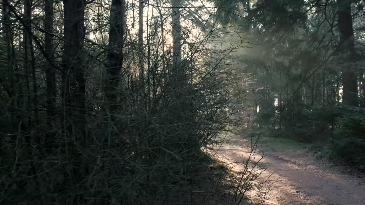 Sunlit Path Through a Foggy Forest