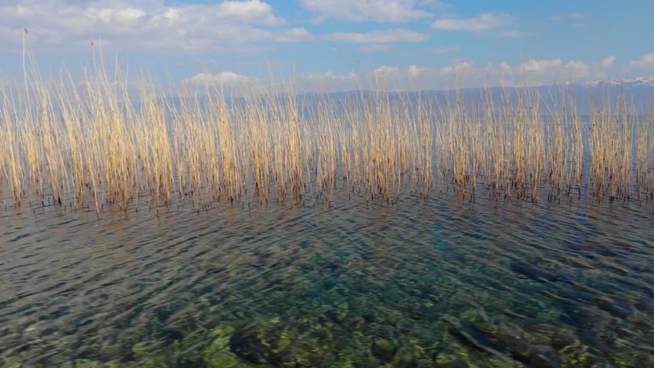 크리스탈 에메랄드 물과 황금빛 마른 갈대가 있는 아름다운 호숫가