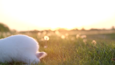 white cute easter bunny on a blue background. bunny sits with pink easter eggs. happy easter. bunny chews grass. greeting card with copy space. high quality 4k footage