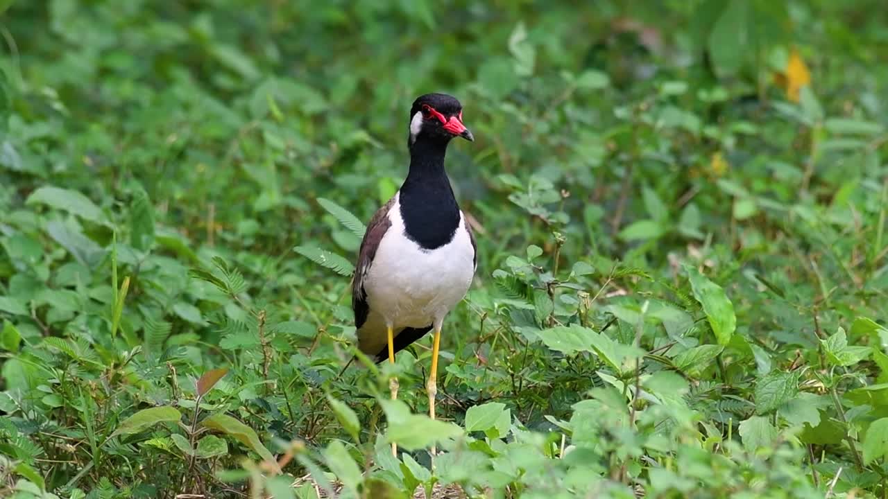 el avefría de barbas rojas es una de las aves más comunes de tailandia