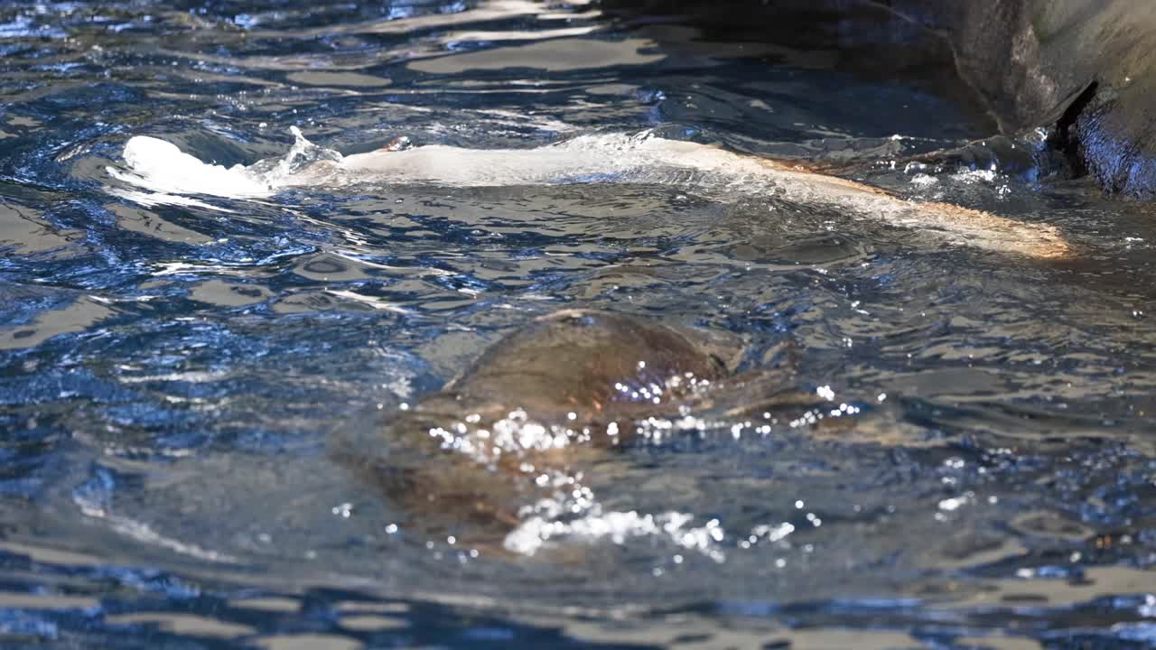 Seal swimming and playing in water