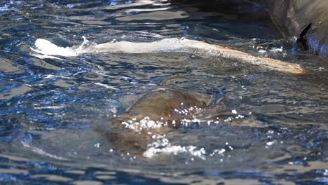 seal swimming and playing in water