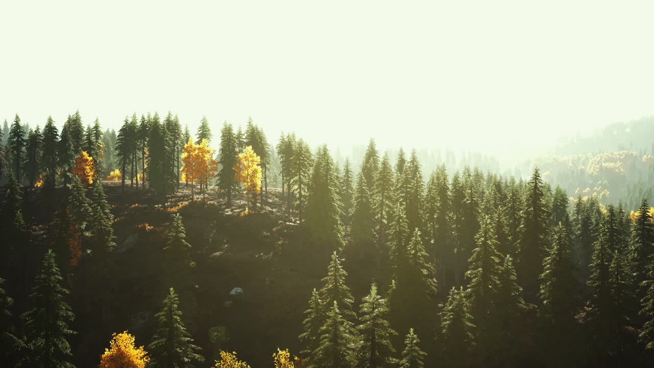 산 속 의 초원 에 있는 안개 사이 에 소나무 숲 이 있는 언덕