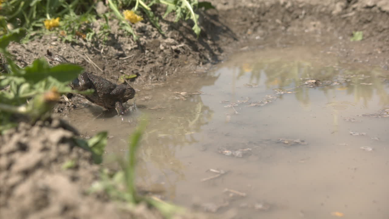 연못 슬로우 모션으로 점프하는 지팡이 두꺼비
