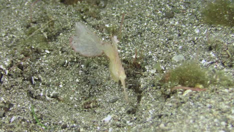 robust ghost pipefish of pale, almost translucent color hovering over sandy bottom, medium shot during day