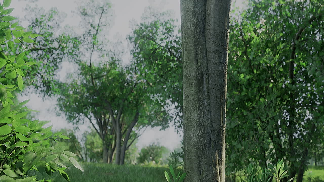 Green tranquility in a sunlit forest clearing with vibrant foliage