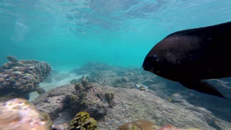 Epic-underwater-closeup-shot-of-a-tropical-fish-swimming-directly-in-front-of-the-camera-lens