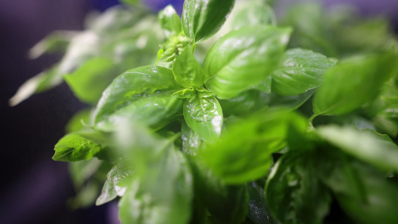 Close and cinematic view of sprinkling water on basil leaves in slow motion.