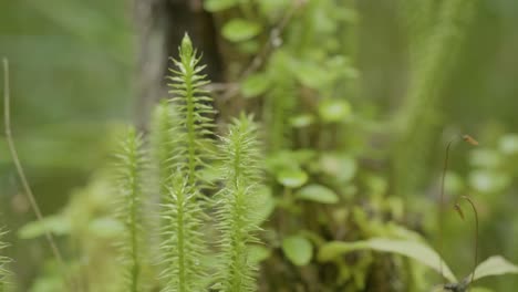 close-up of a type of moss