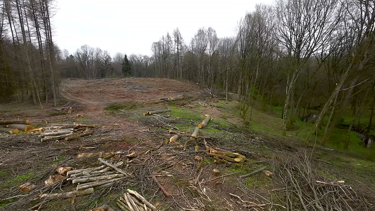 Heaps Of Cut Raw Wood In Forest - drone shot