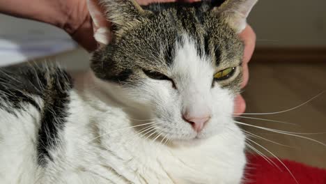 male pamper his cat with hand