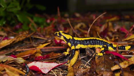 4k footage circling around a black and yellow salamander standing still in the garden at night