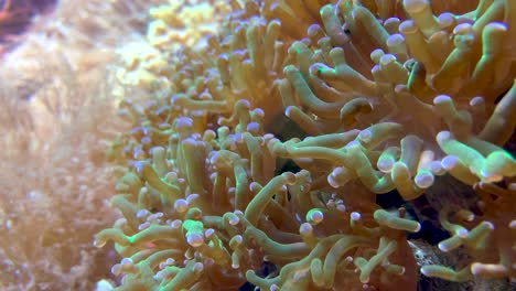 Tropical-fish-swimming-in-colorful-anemone,-close-up