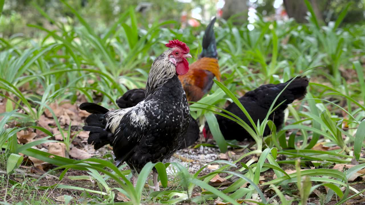 gallos y gallinas picoteando el suelo entre las hojas verdes en el parque, azores