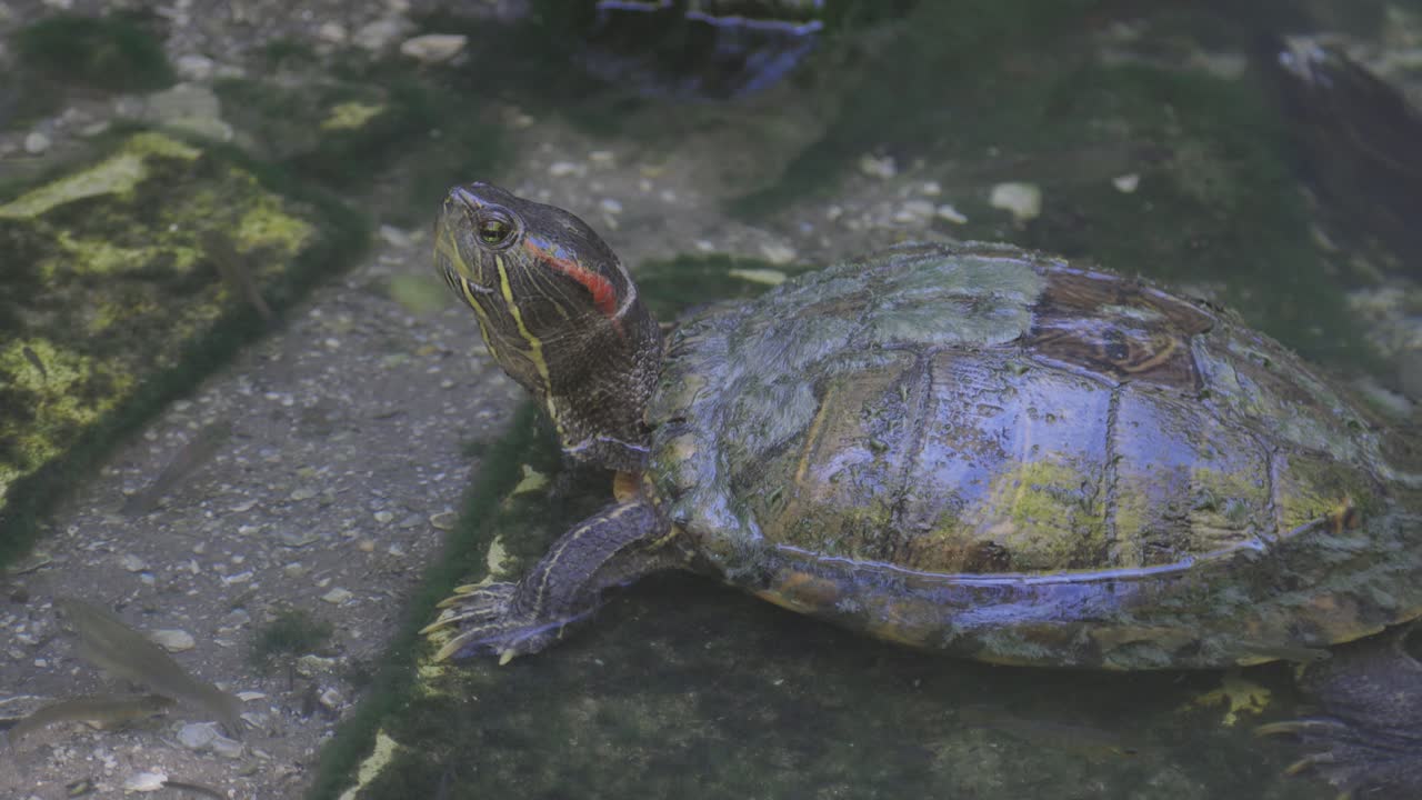 Painted turtle sitting in water with head out minnows swimming