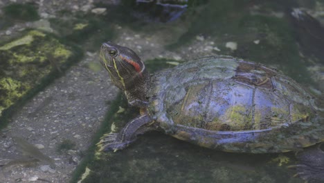 painted turtle sitting in water with head out minnows swimming