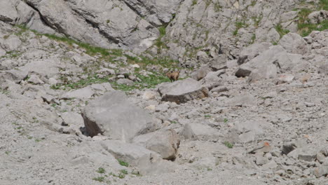 Herd-of-Chamois-looking-for-food-on-a-rock-covered-mountain-plateau