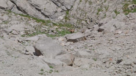 herd of chamois looking for food on a rock covered mountain plateau