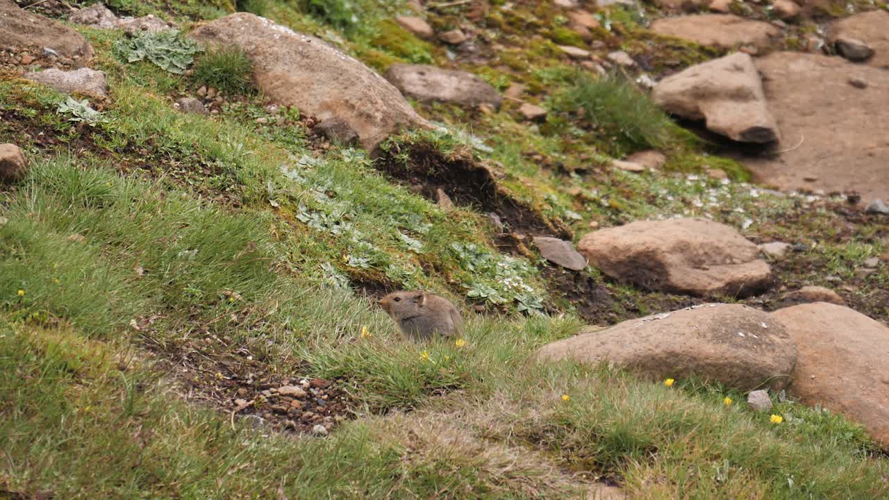 adorable roedor gordo y borroso come flores en la hierba verde salvaje del prado
