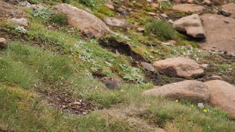 Adorable-fat-fuzzy-rodent-eats-flowers-in-wild-green-meadow-grass