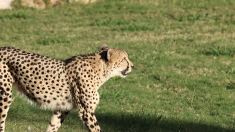 cheetah walking gracefully on grassy terrain