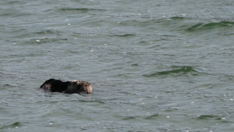 cute sea otter grooming its tail and rubbing hands to keep warm