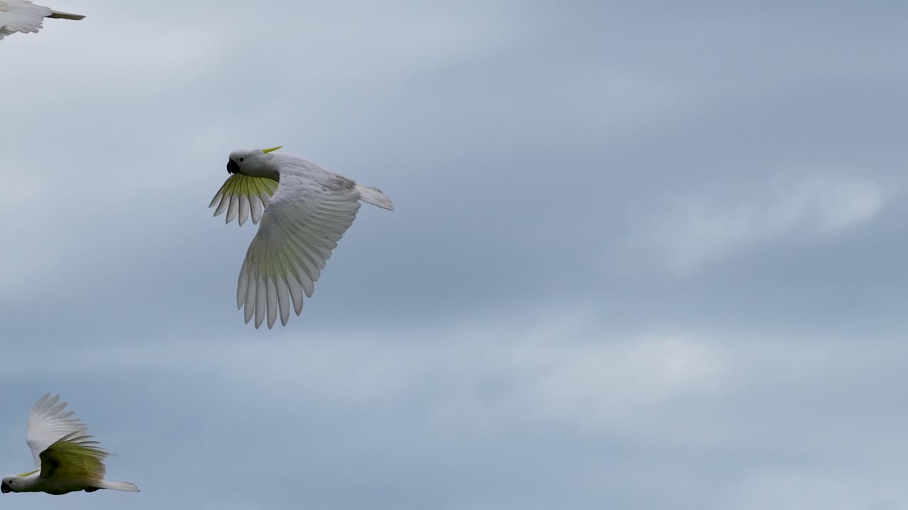 Aerial view of sulphur-crested cockatoos flying gracefully against a cloudy sky in Port Douglas, Australia. Captured with smooth camera movement