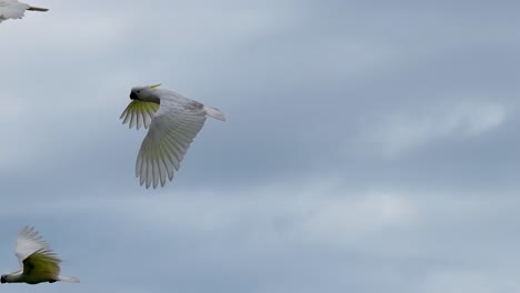 aerial view of sulphur-crested cockatoos flying gracefully against a cloudy sky in port douglas, australia. captured with smooth camera movement